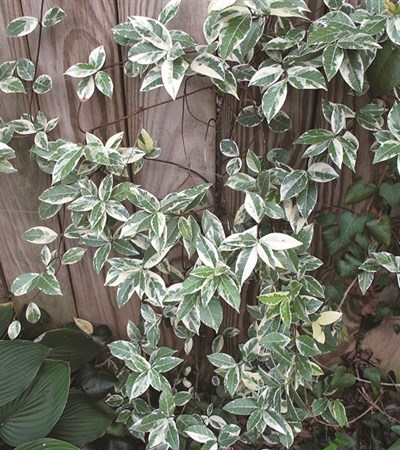 Star Variegated Jasmine